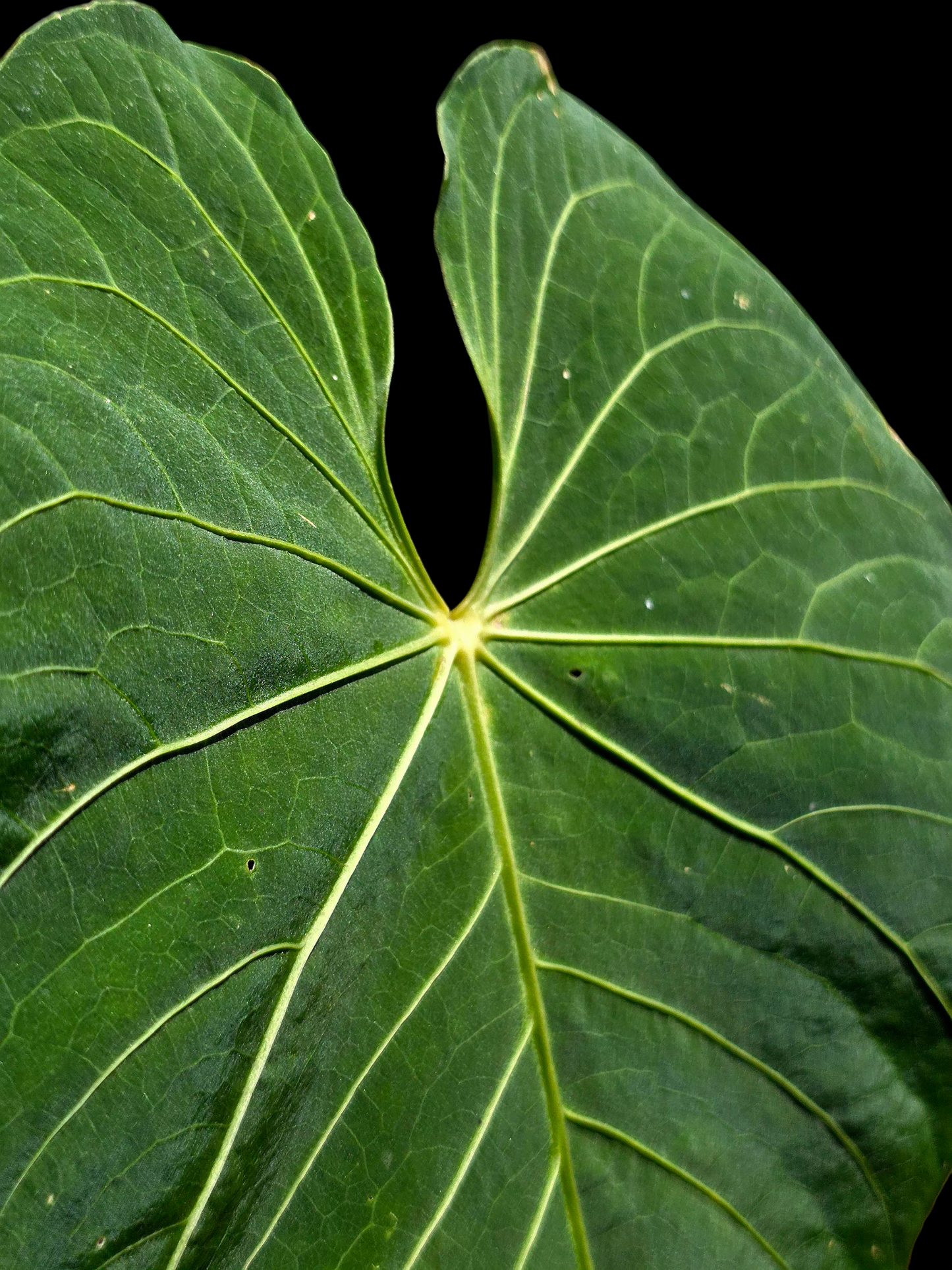 Anthurium sp. 'Colombianense' (EXACT PLANT)