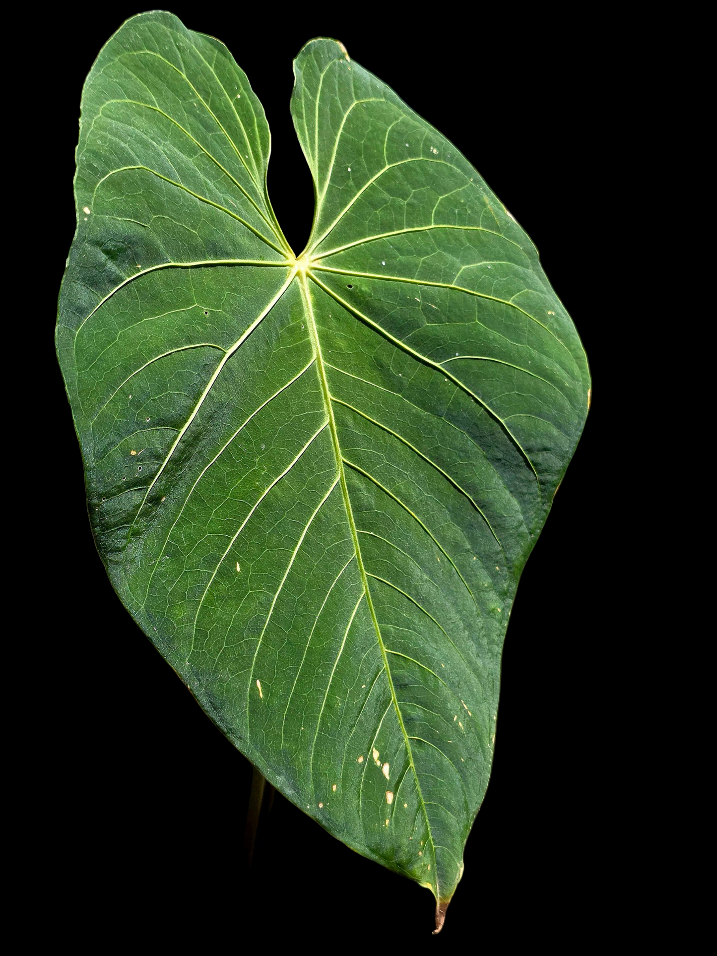 Anthurium sp. 'Colombianense' (EXACT PLANT)