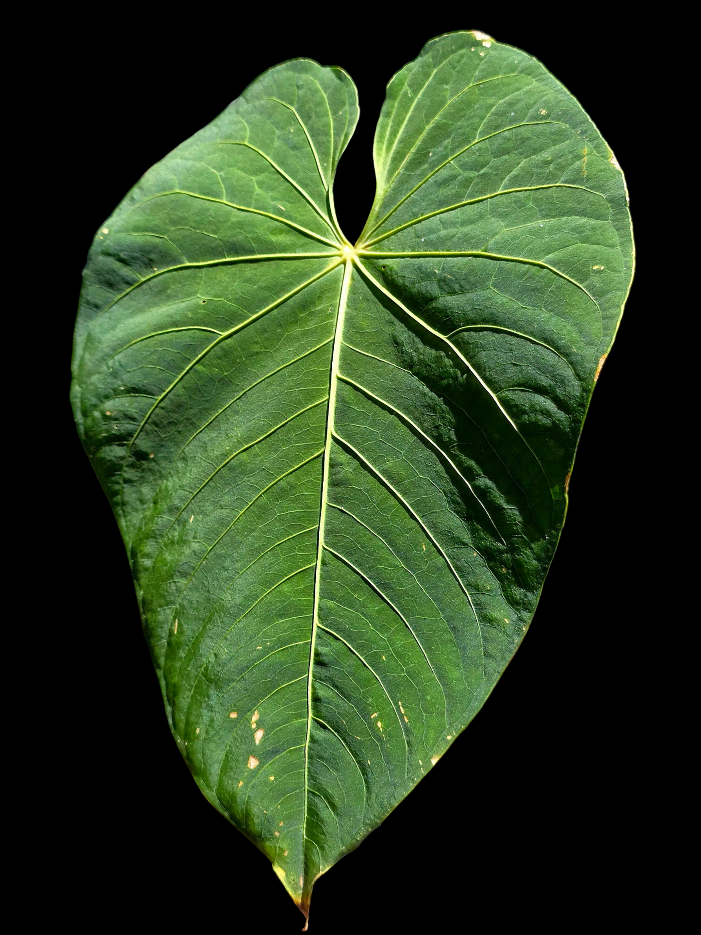 Anthurium sp. 'Colombianense' (EXACT PLANT)