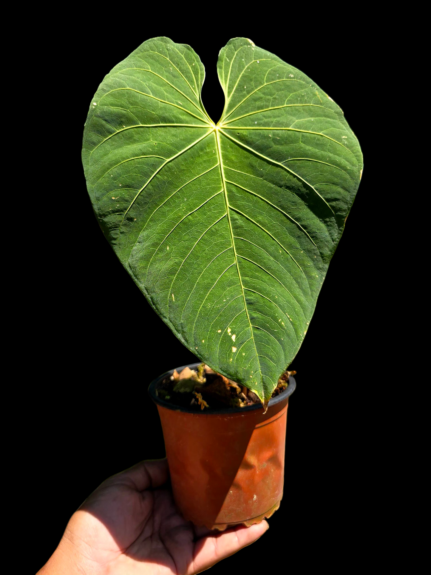 Anthurium sp. 'Colombianense' (EXACT PLANT)