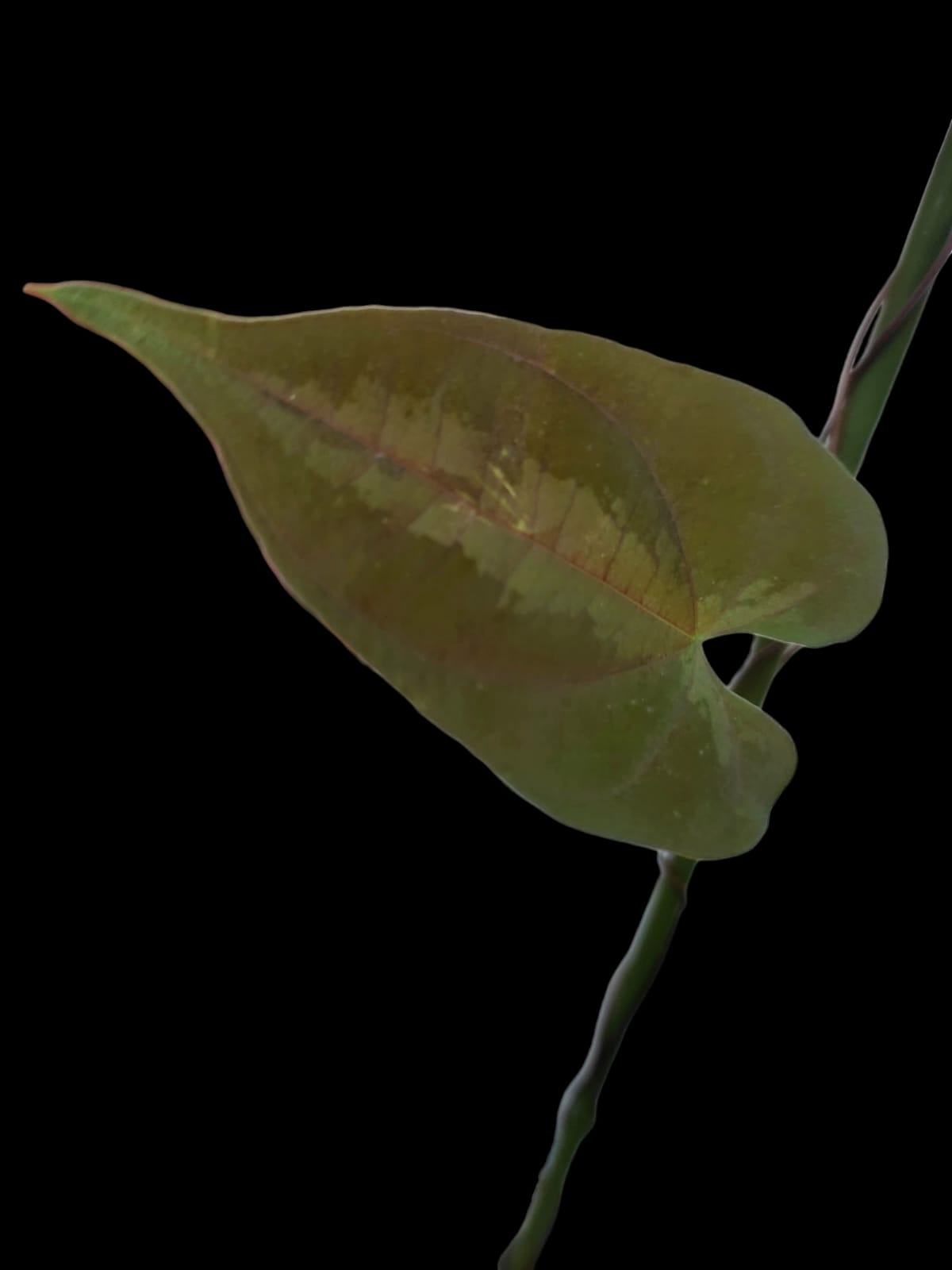 Dioscorea discolor 'Green Camo' ecotype (EXACT PLANT)