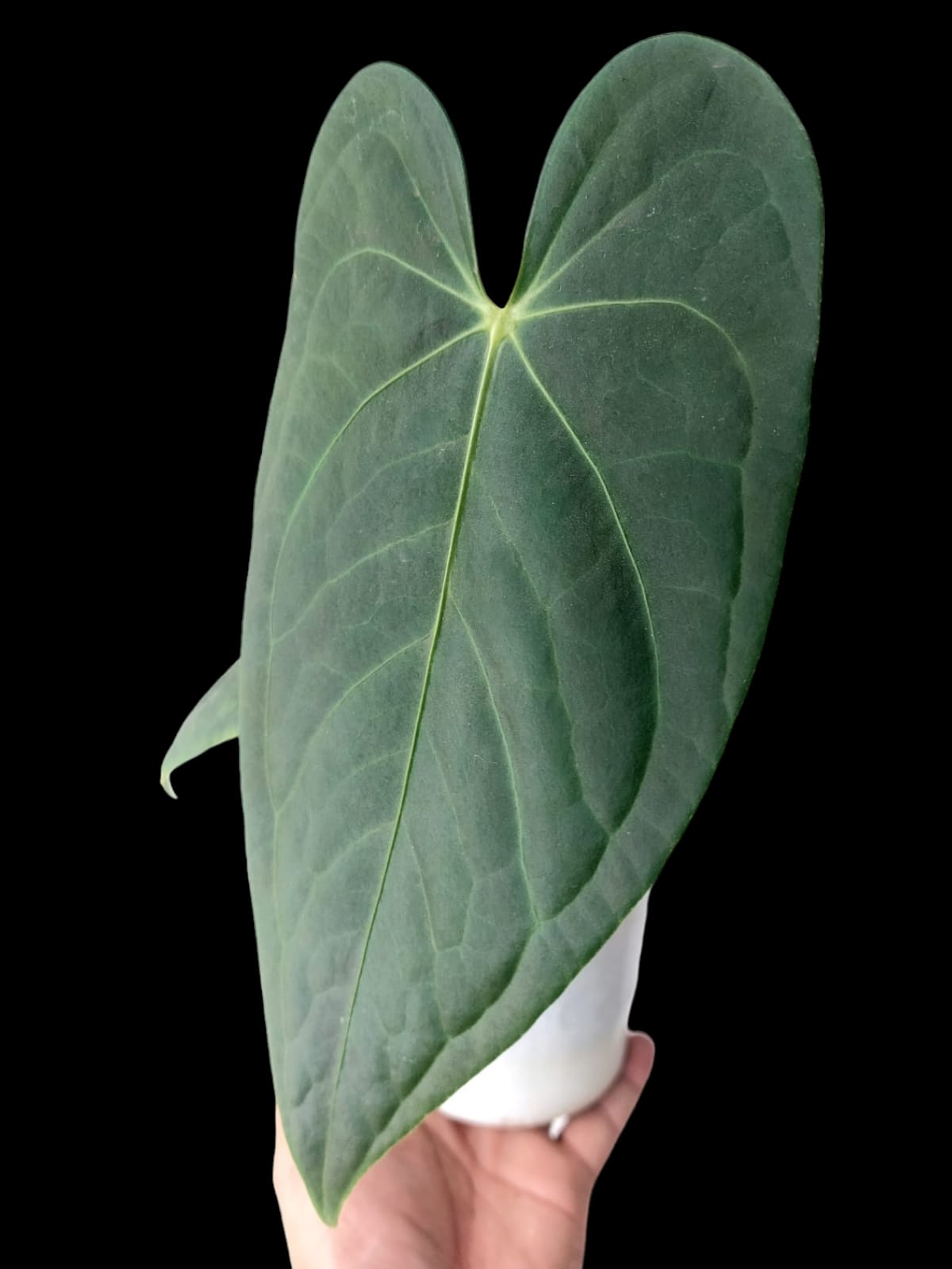 Anthurium Regale Green Form