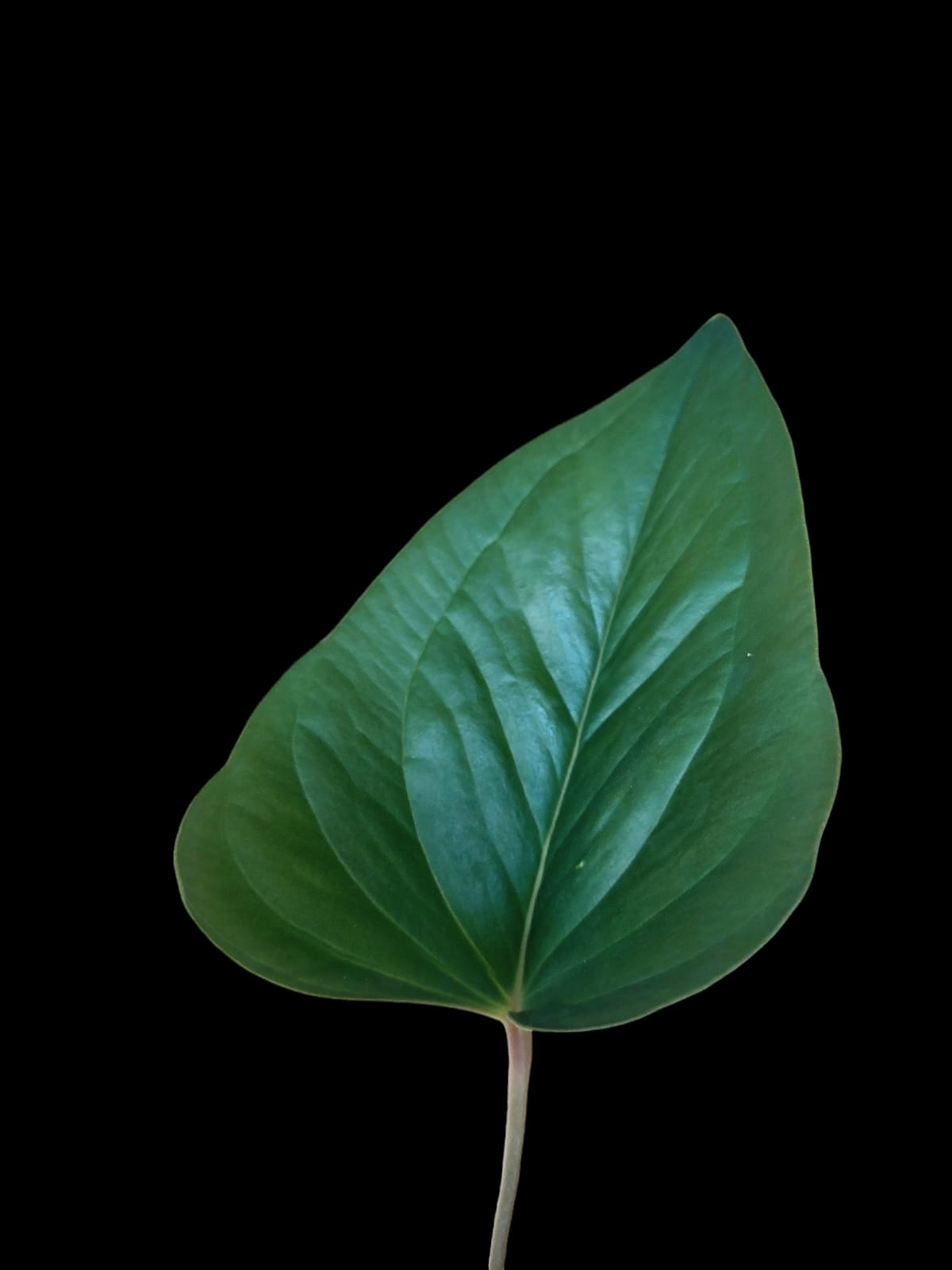 Anthurium sp. 'Indian arrow' (EXACT PLANT)