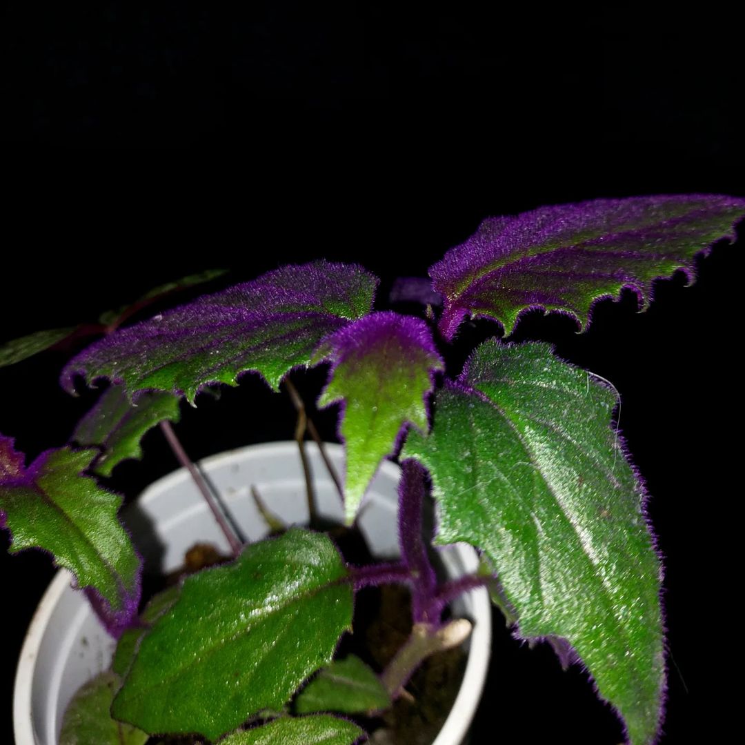 Gynura aurantiaca "Velvet purple passion"