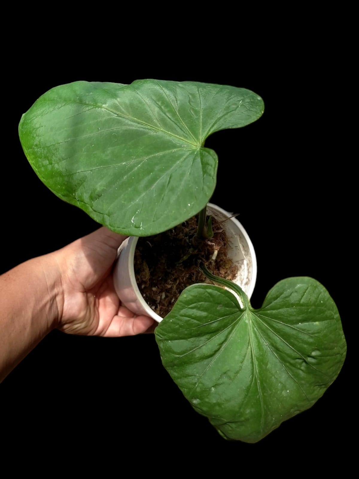 Anthurium Kunayalense Ecotype (EXACT PLANT) A0029
