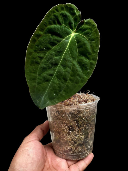 Anthurium Papillinaminum 'Guna yala' ecotype (EXACT PLANT)