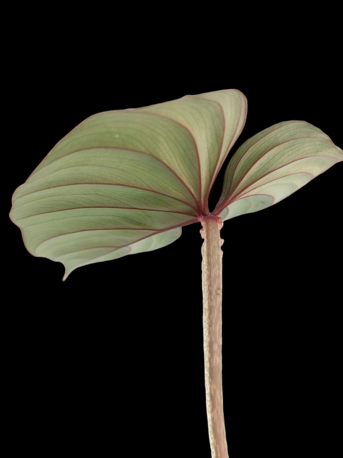 Philodendron plowmanii silver cloud 