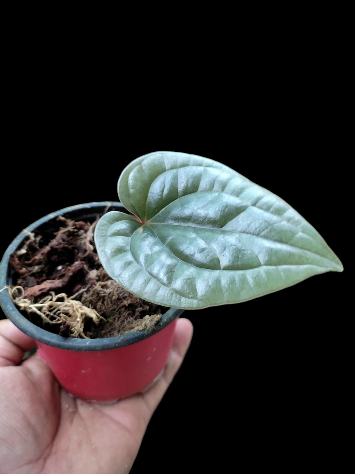 Anthurium Luxurians Silver (EXACT PLANT is at the end of the gallery)