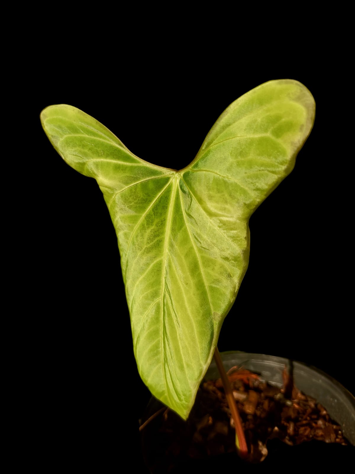 Anthurium sp. 'Tinguense' (EXACT PLANT)