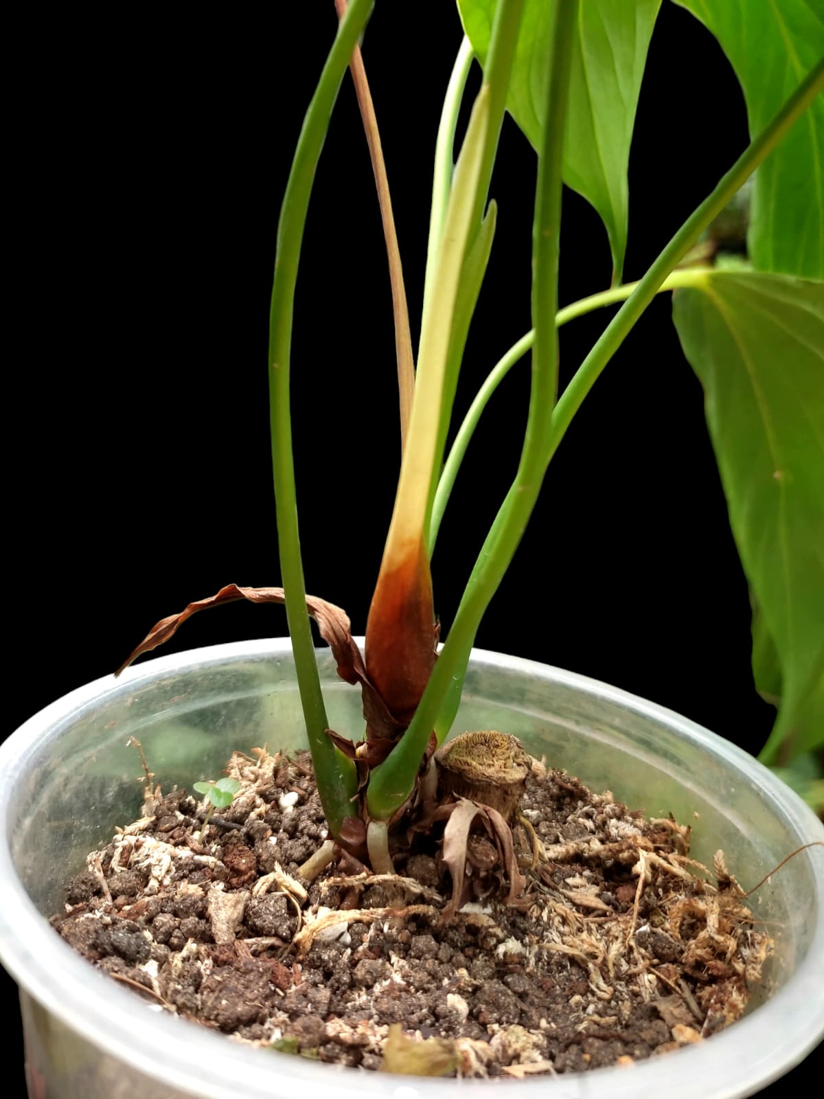 Anthurium sp. 'Deltoide' (EXACT PLANT)