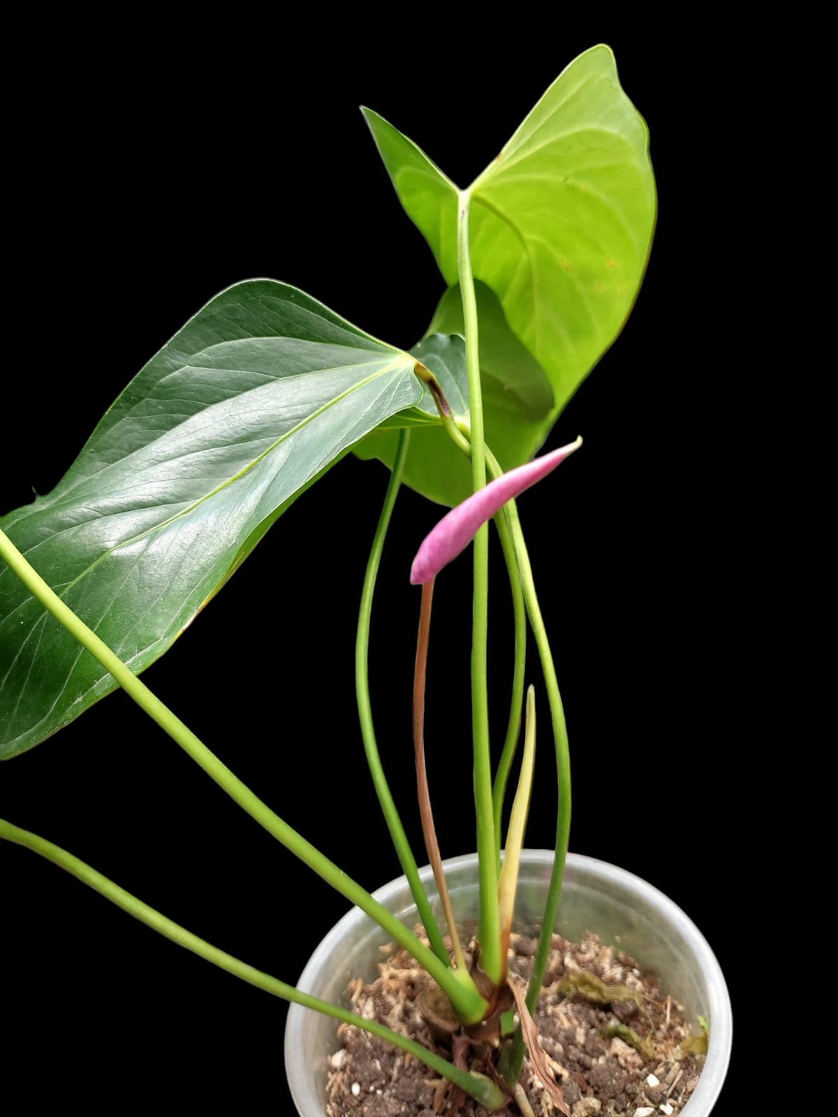 Anthurium sp. 'Deltoide' XSmall Size (EXACT PLANT)