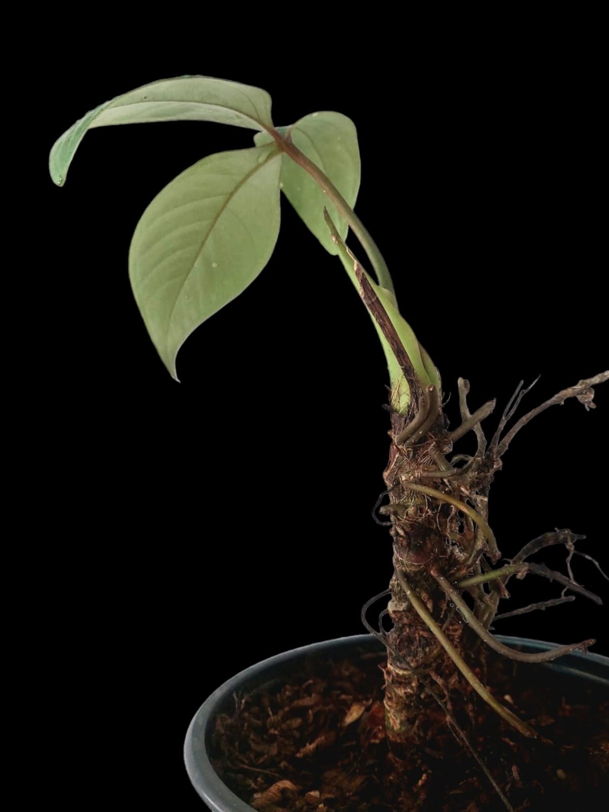 Anthurium sp Trifoliate