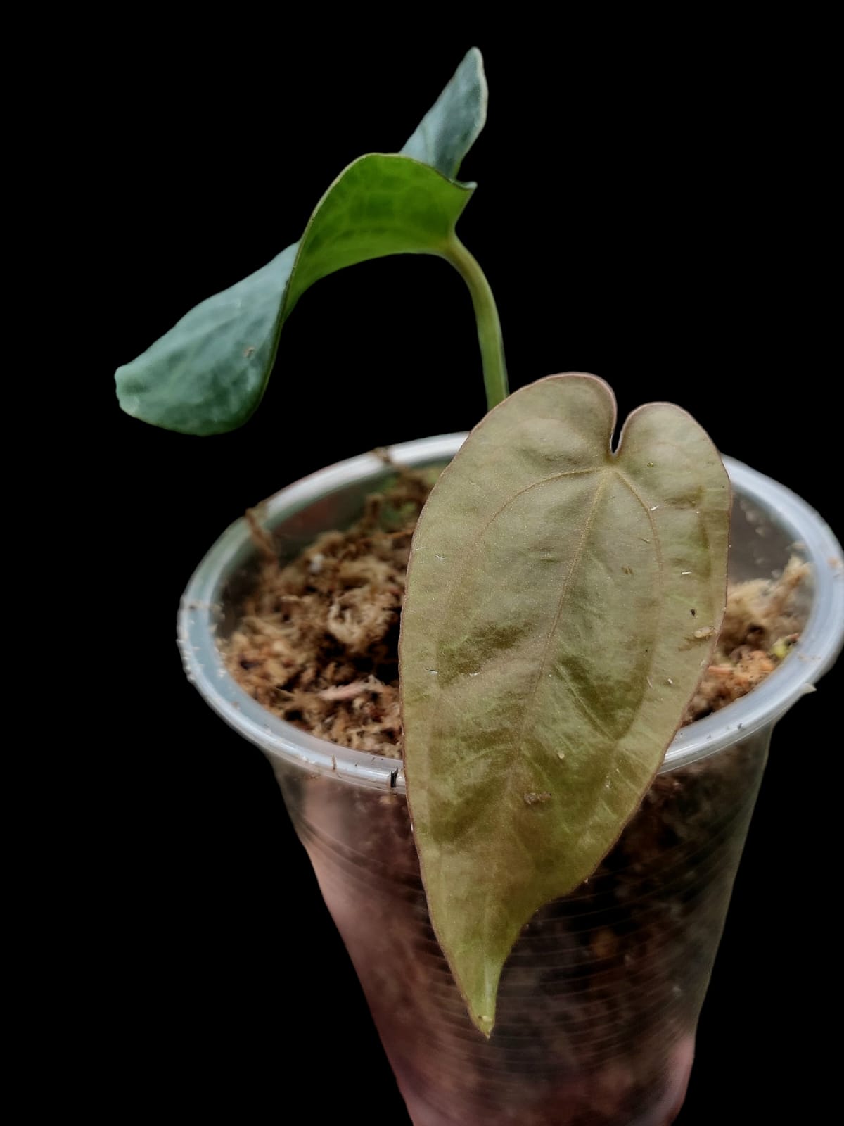 Anthurium Dressleri 'Colon' Ecotype Size: Small (ACTUAL PLANT)