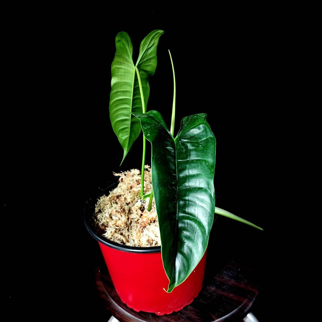 Philodendron felix