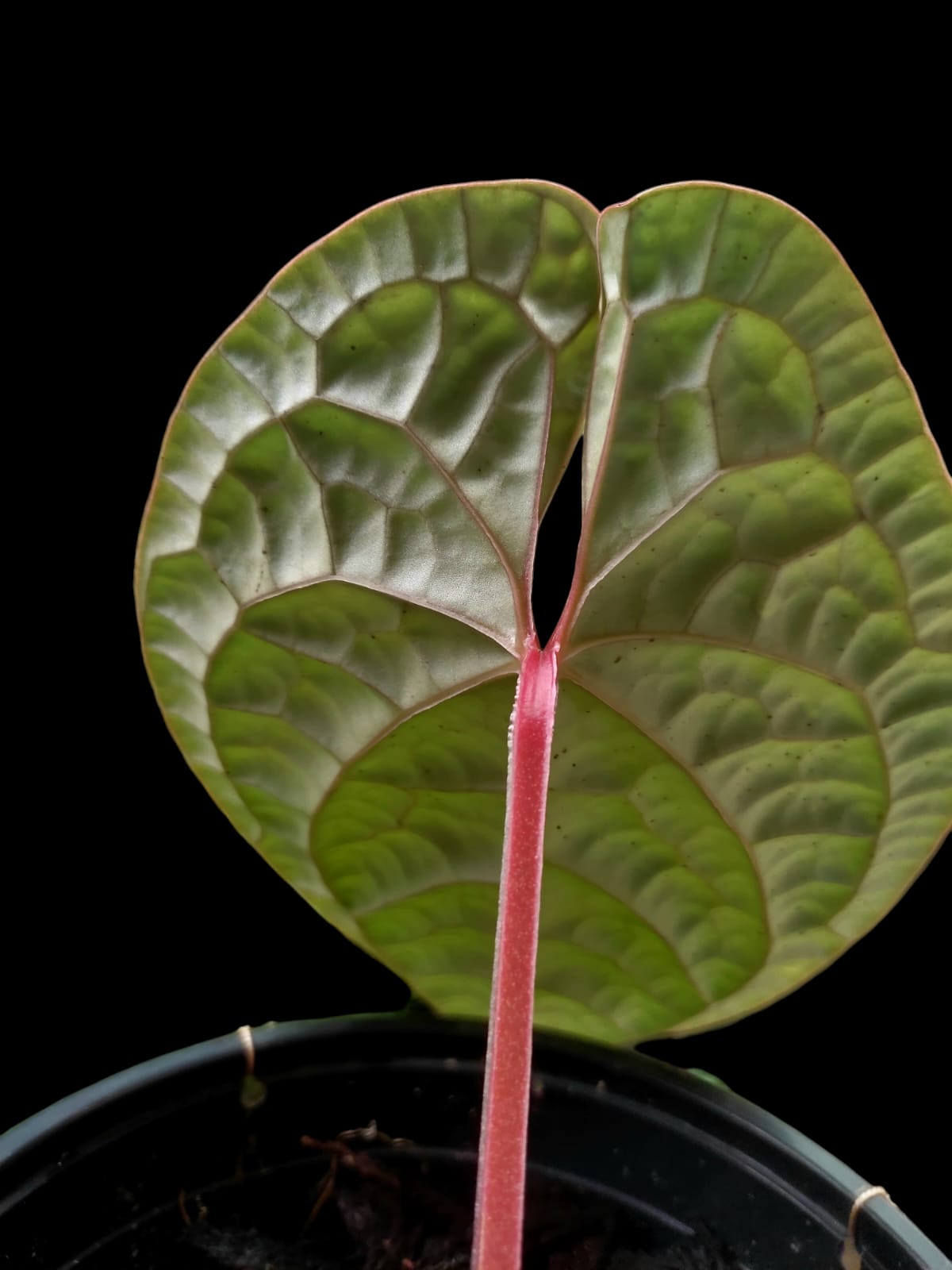 Anthurium Luxurians (EXACT PLANT)