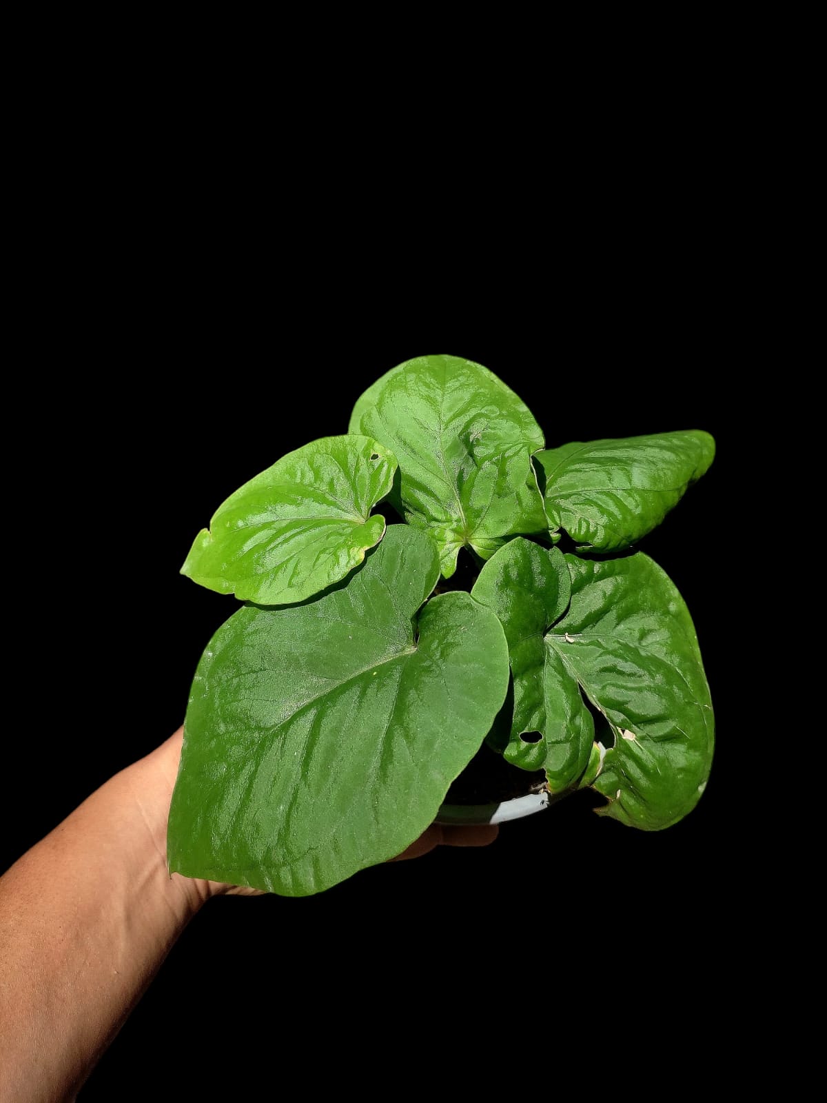 Anthurium Kunayalense Ecotype (EXACT PLANT) A0046
