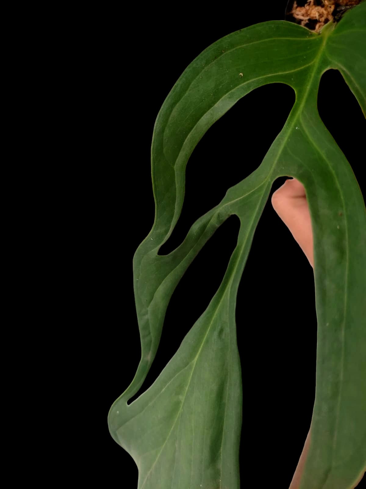 Monstera filamentous Peru (EXACT PLANT is at the end of the gallery)