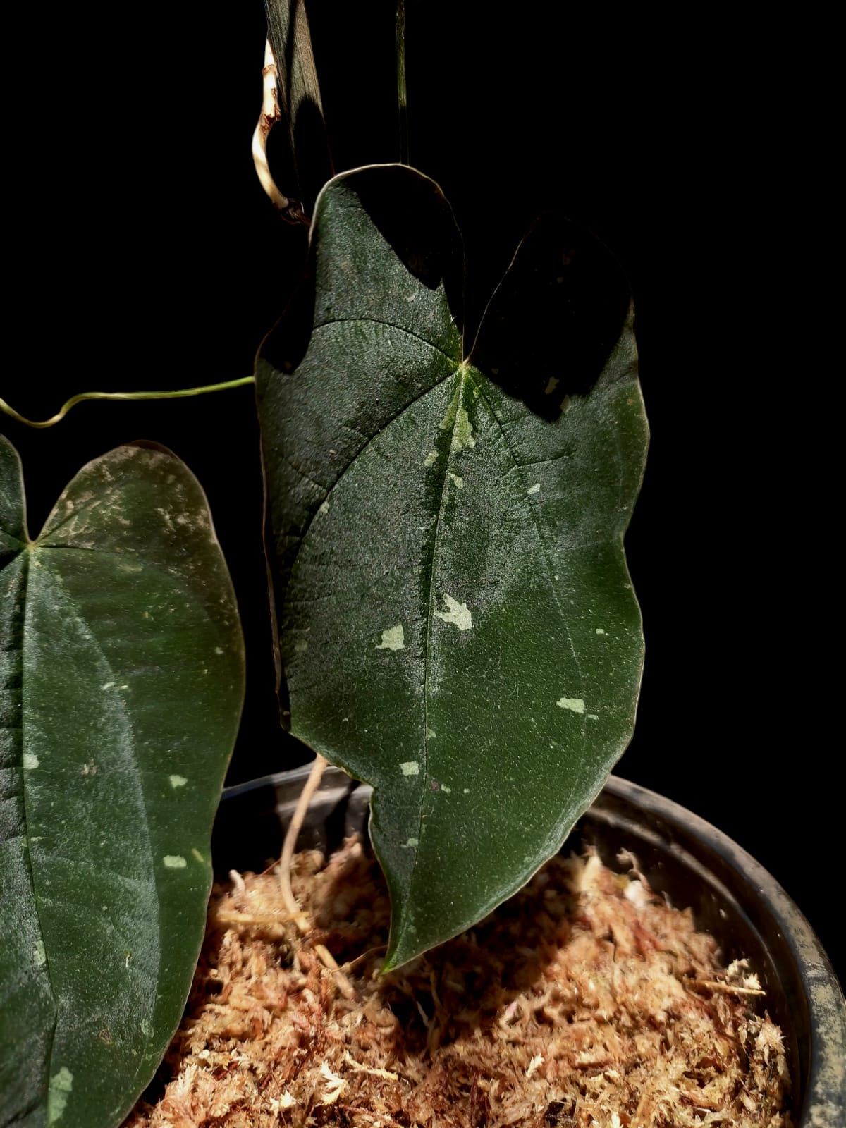 Dioscorea discolor 'Oro Negro' ecotype (EXACT PLANT)