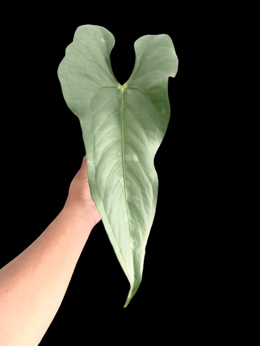 Anthurium sp Shapaja Silver