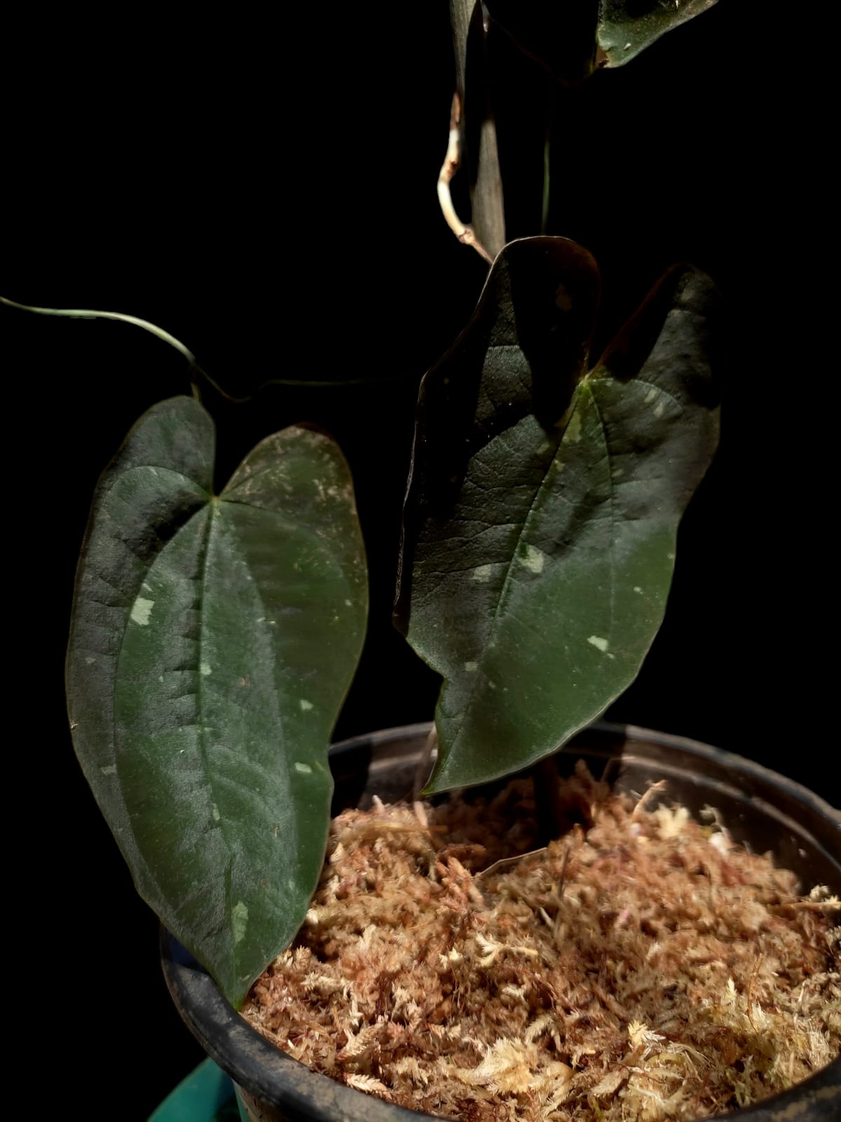 Dioscorea discolor 'Oro Negro' ecotype (EXACT PLANT)