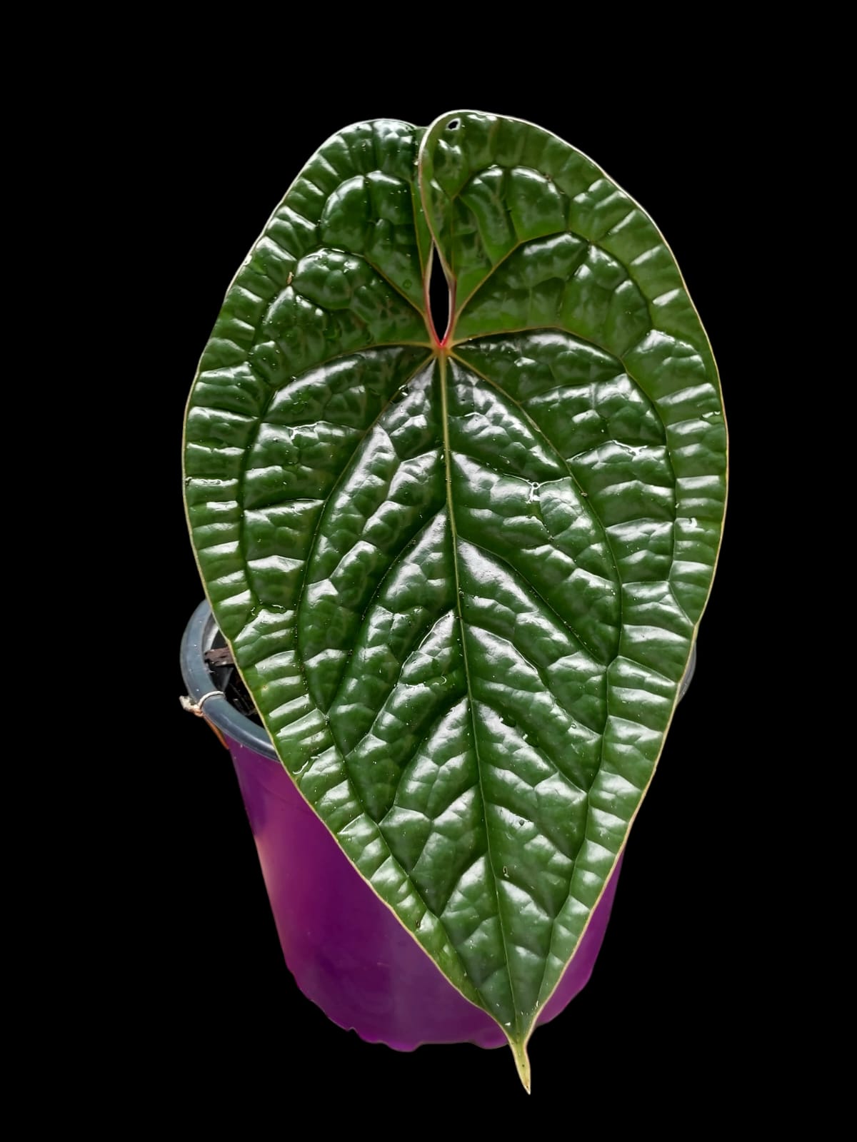 Anthurium Luxurians (EXACT PLANT)