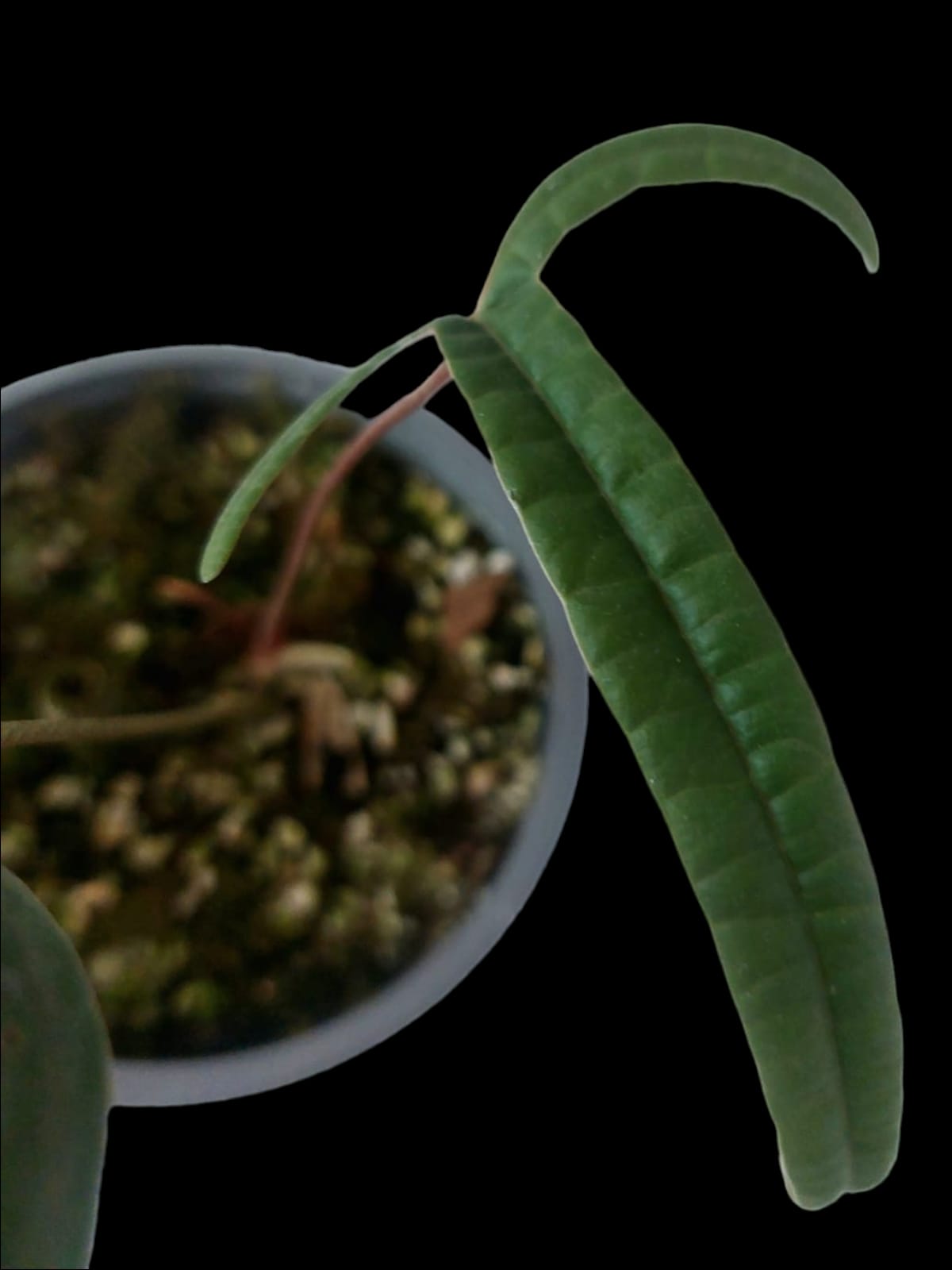 Anthurium cutucuense