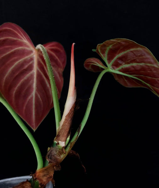 Philodendron Verrucosum 'Amazon Sunset' (wk7-D)