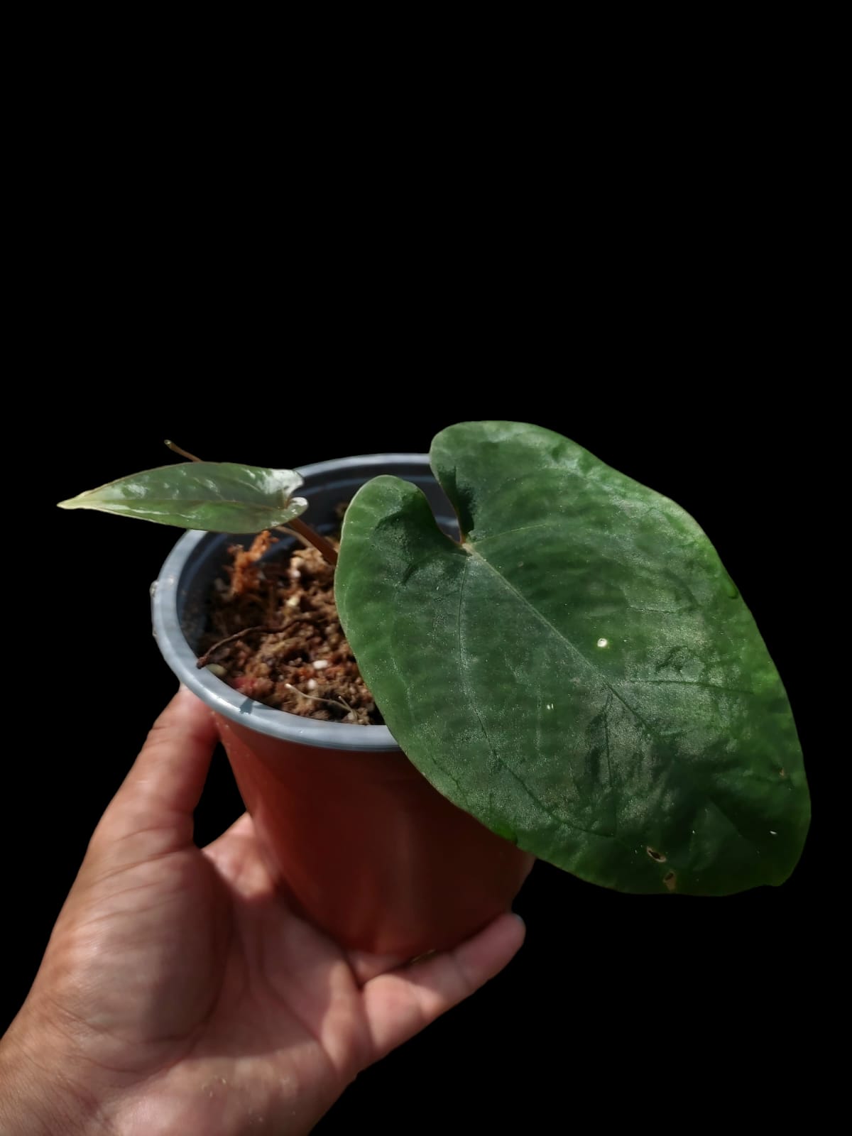 Anthurium Dressleri ecotype (EXACT PLANT)