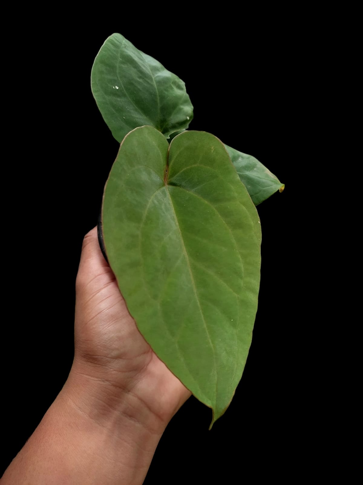Anthurium Dressleri 'Rio Guanche' Ecotype (EXACT PLANT)
