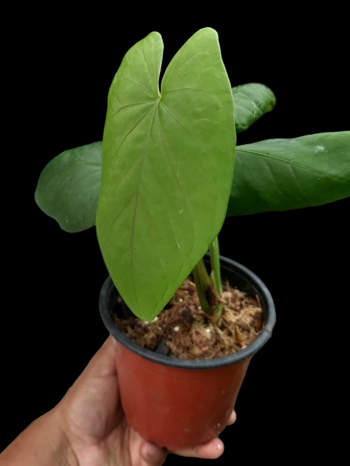 Anthurium Kunayalense Ecotype (EXACT PLANT) A0036
