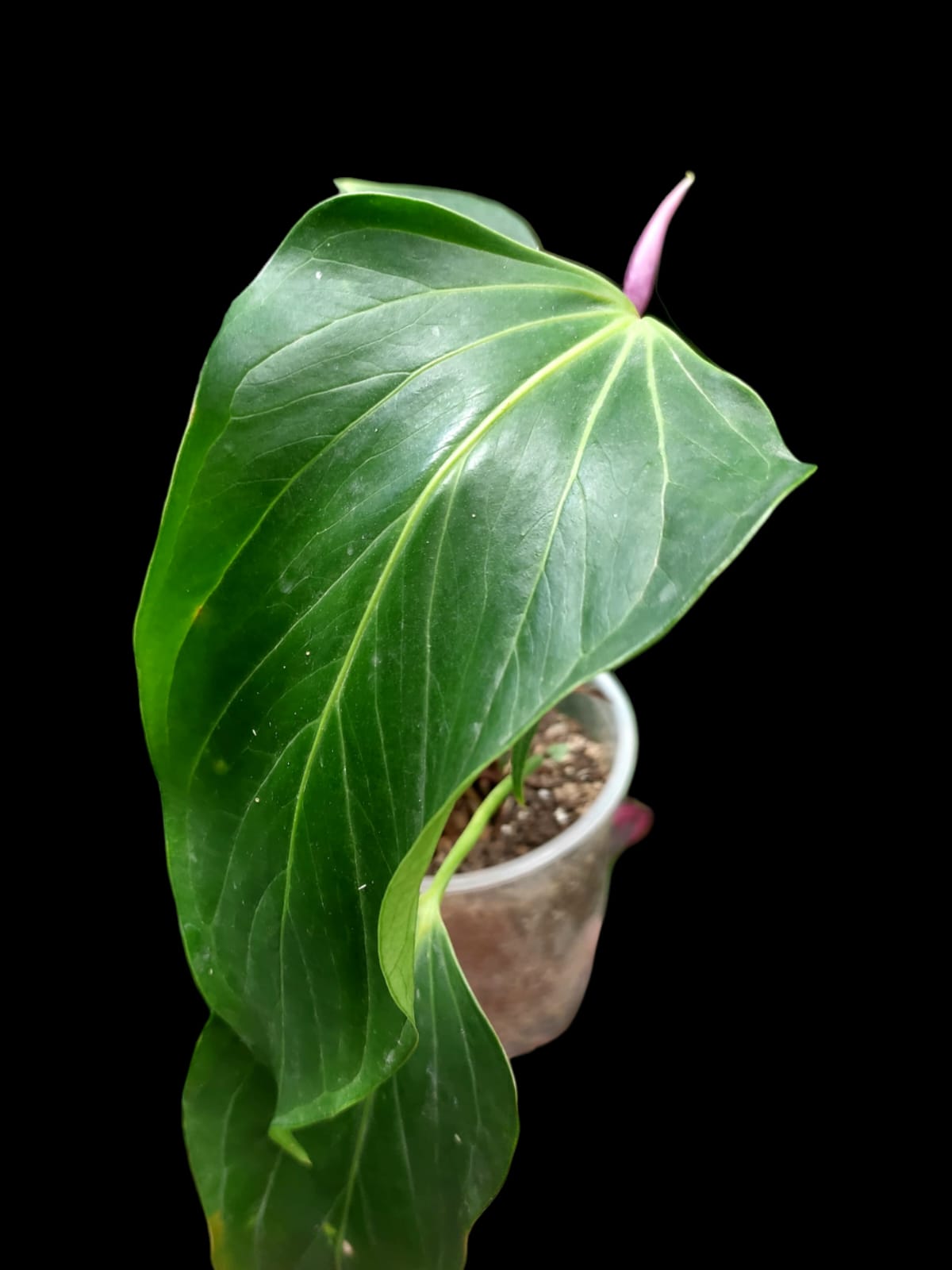 Anthurium sp. 'Deltoide' XSmall Size (EXACT PLANT)