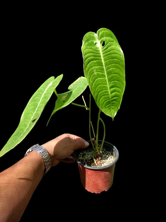 Anthurium Veitchii