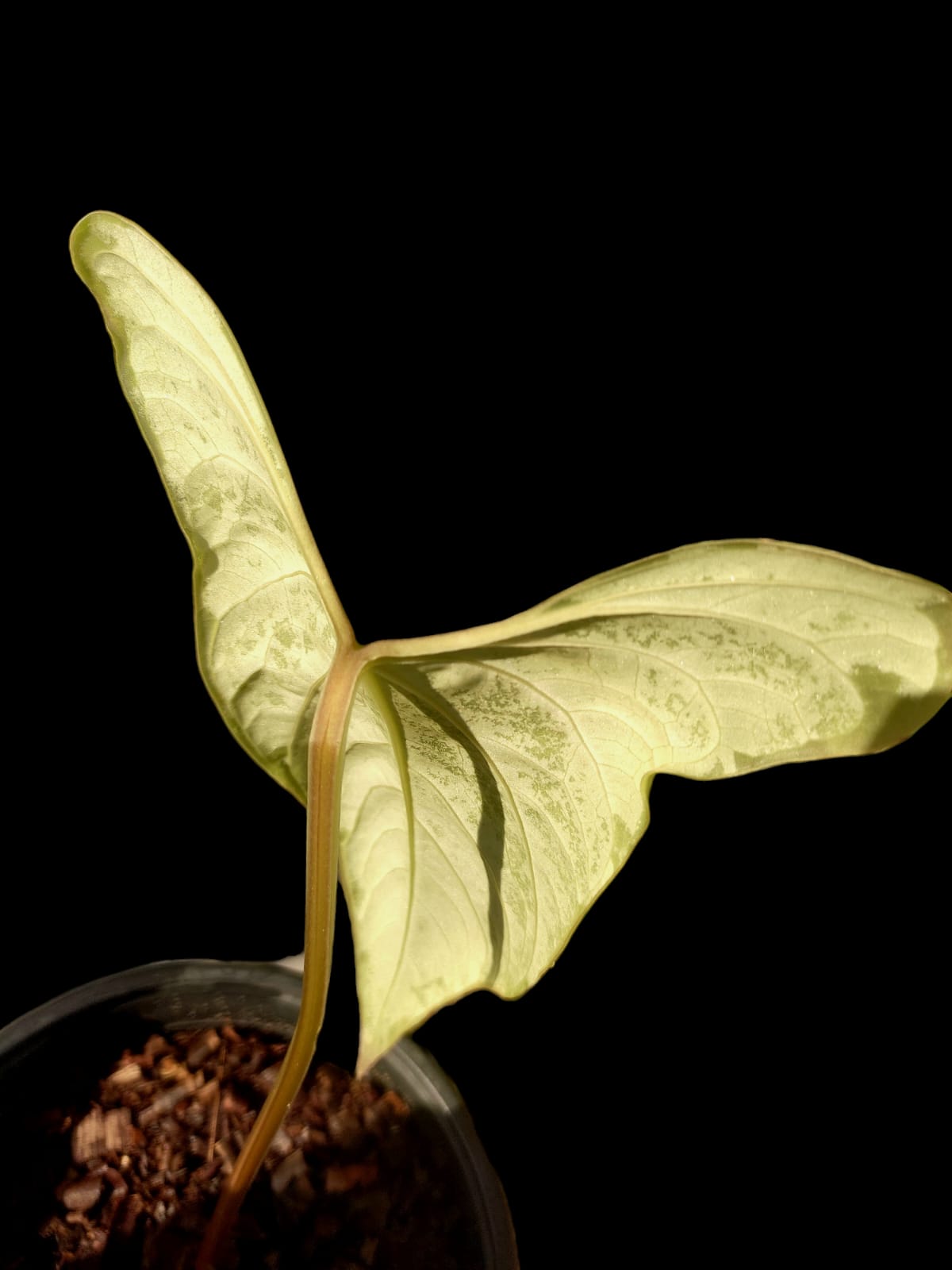 Anthurium sp. 'Tinguense' (EXACT PLANT)