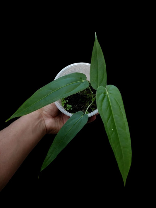 Anthurium sp. "Tununtunumba" (EXACT PLANT)