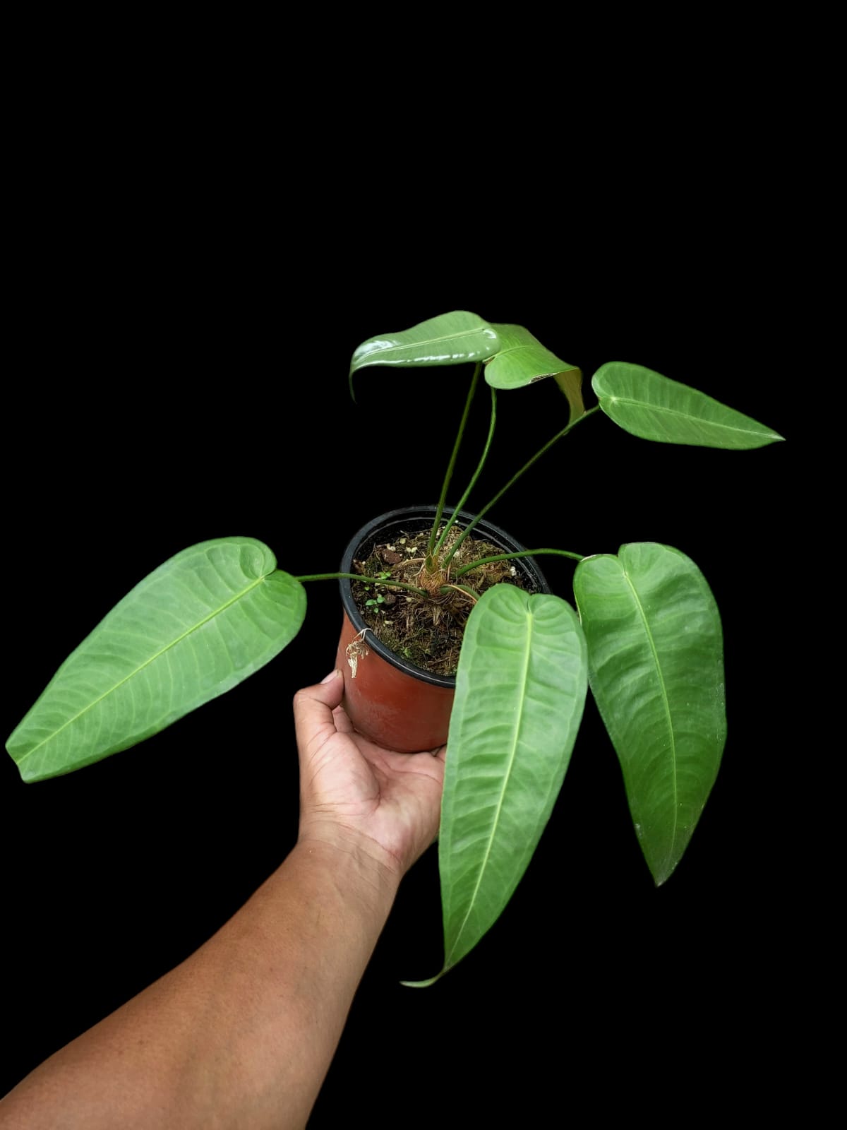 Anthurium Timplowmani (EXACT PLANT)