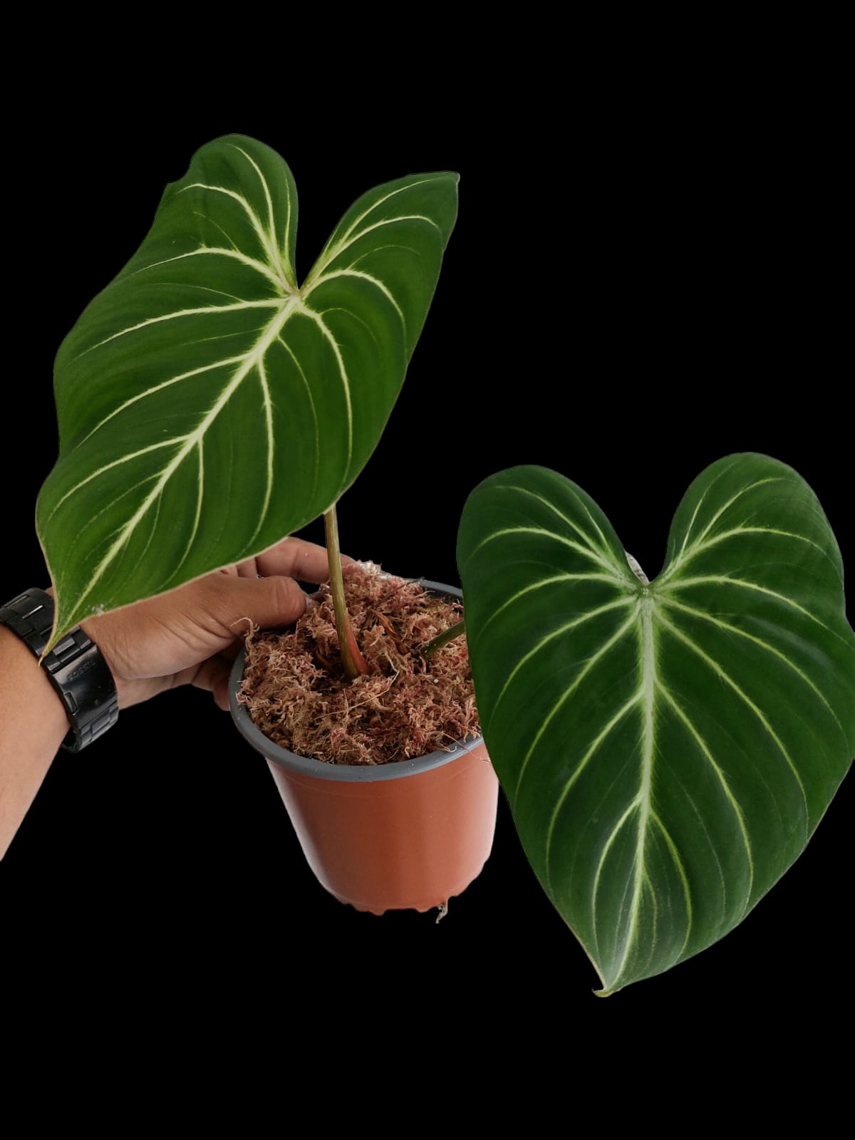 Philodendron Gloriosum