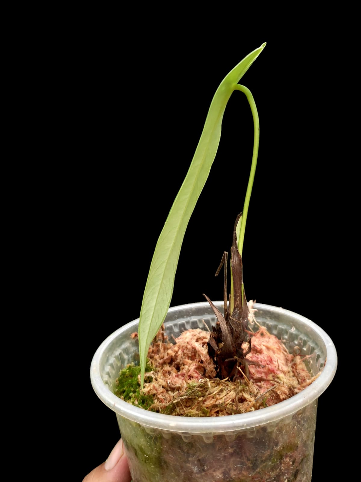 Anthurium Josei Narrow Form (EXACT PLANT)