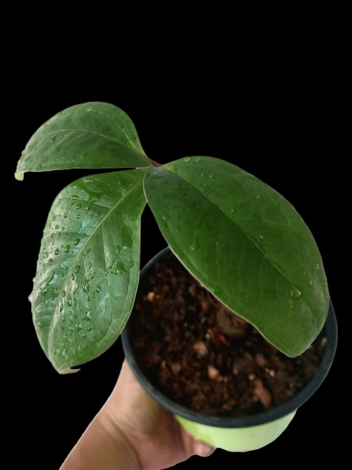 Anthurium sp Trifoliate