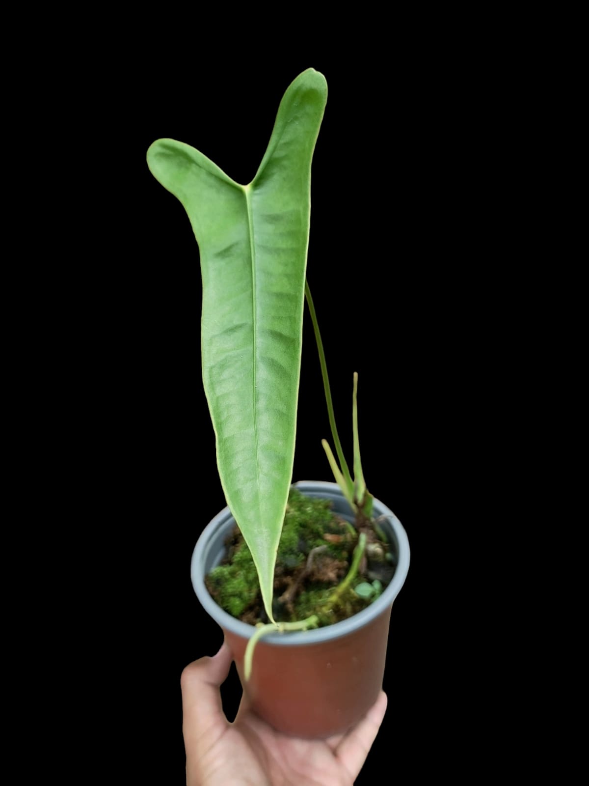 Anthurium Longissimilobum (EXACT PLANT)