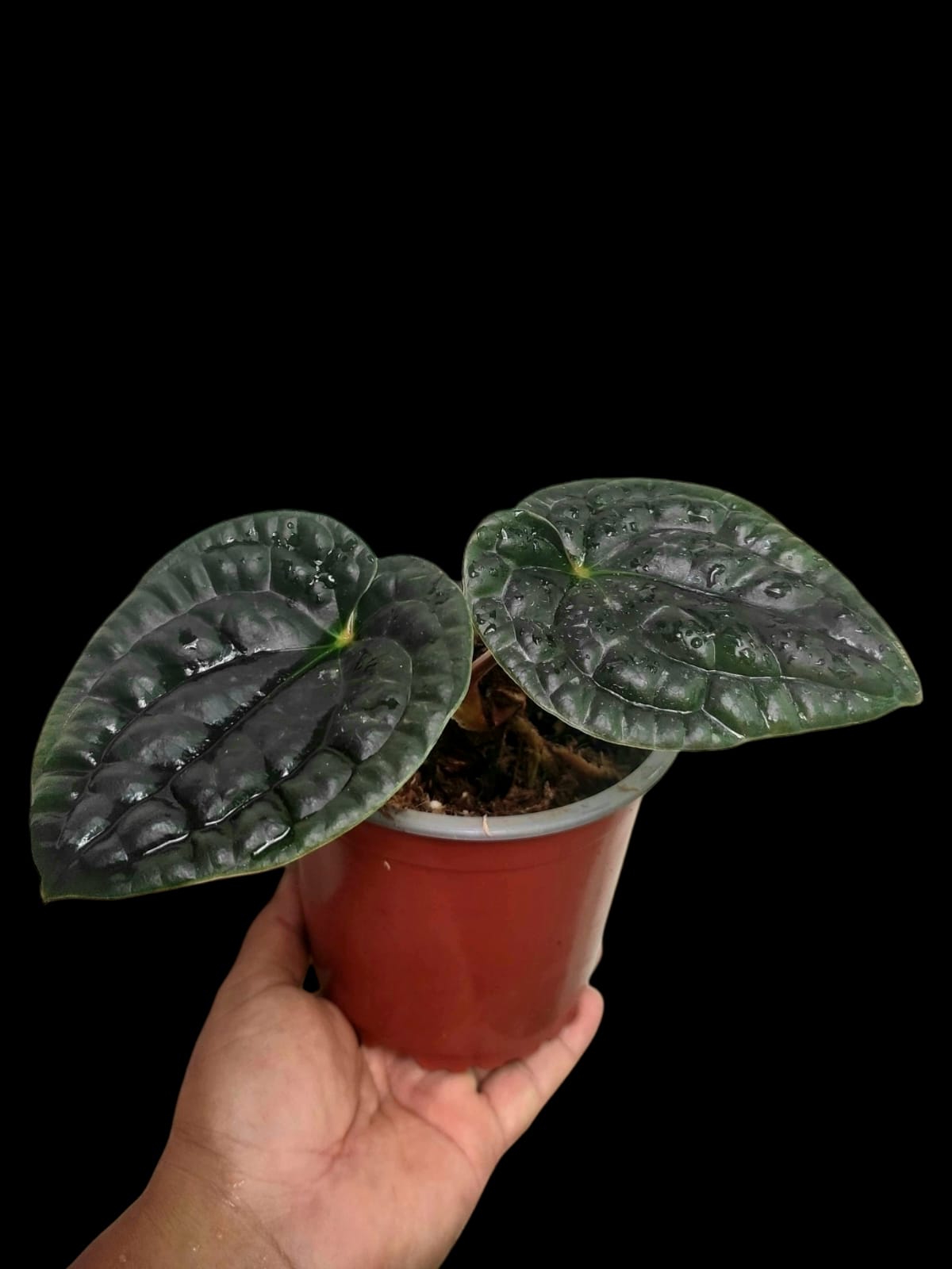 Anthurium Luxurians (EXACT PLANT)