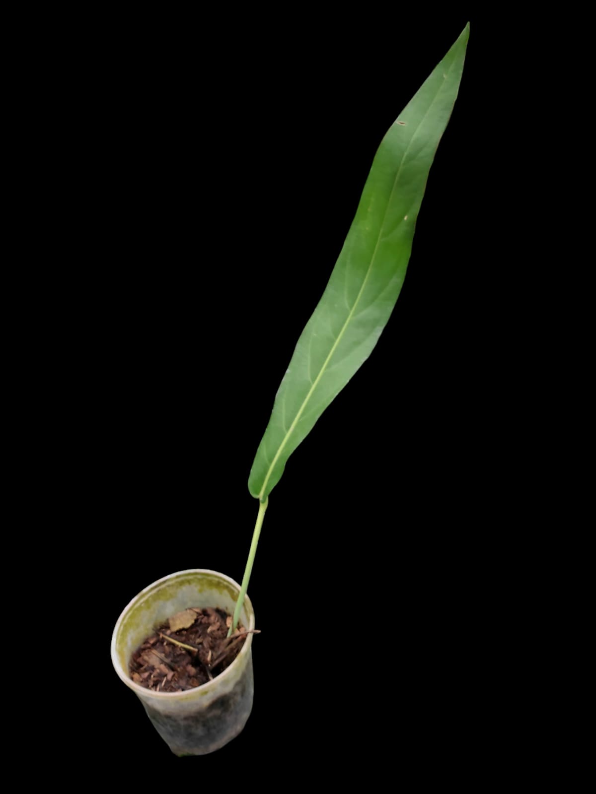 Anthurium Pseudospecttabile Peru ecotype (ACTUAL PLANT: Shown in Last Image of Gallery)