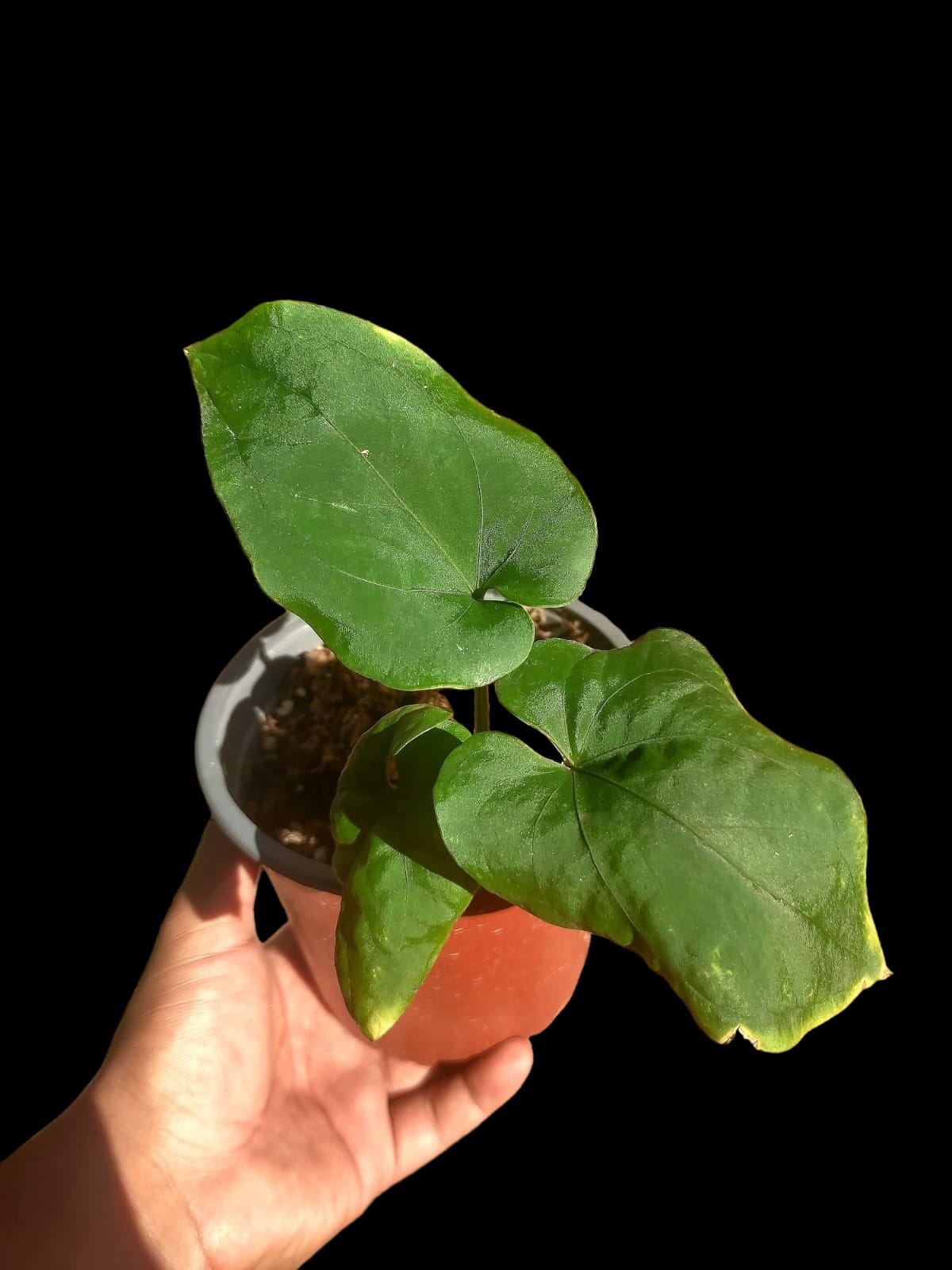 Anthurium Kunayalense Ecotypes (EXACT PLANT)