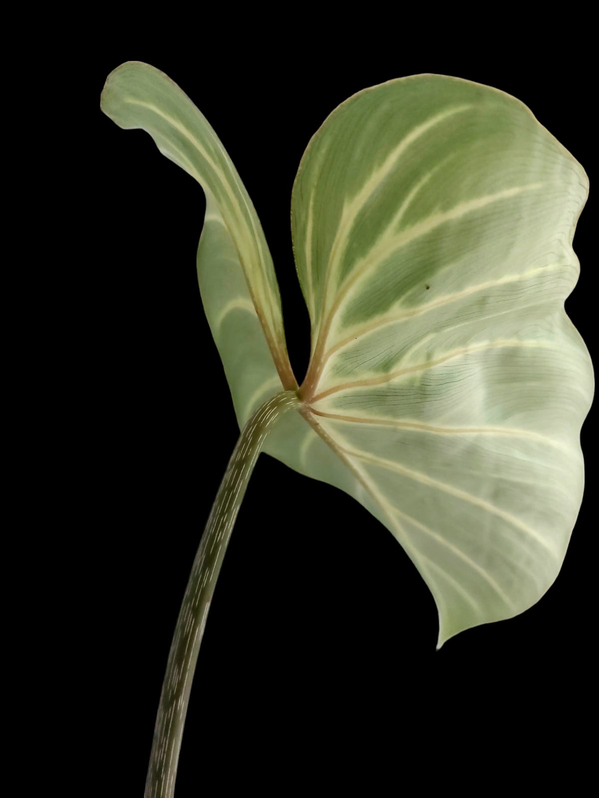 Philodendron Gloriosum Zebra