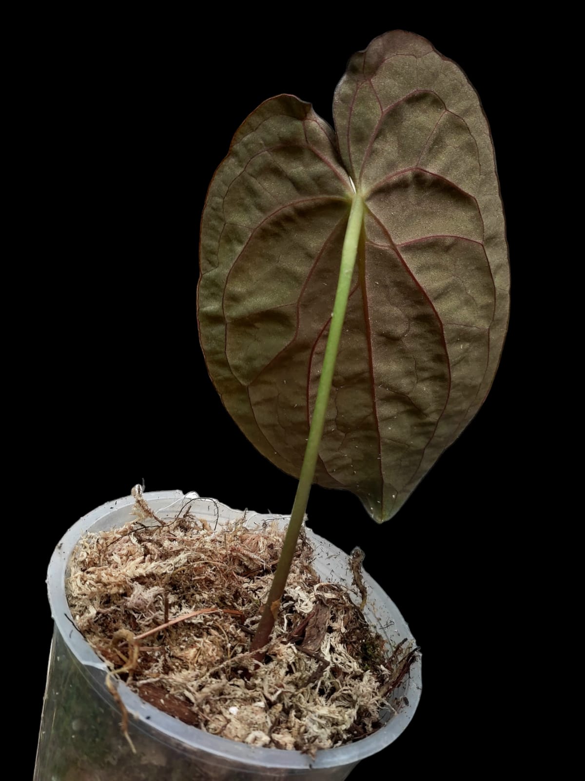 Anthurium Papillinaminum 'Guna yala' ecotype (EXACT PLANT)