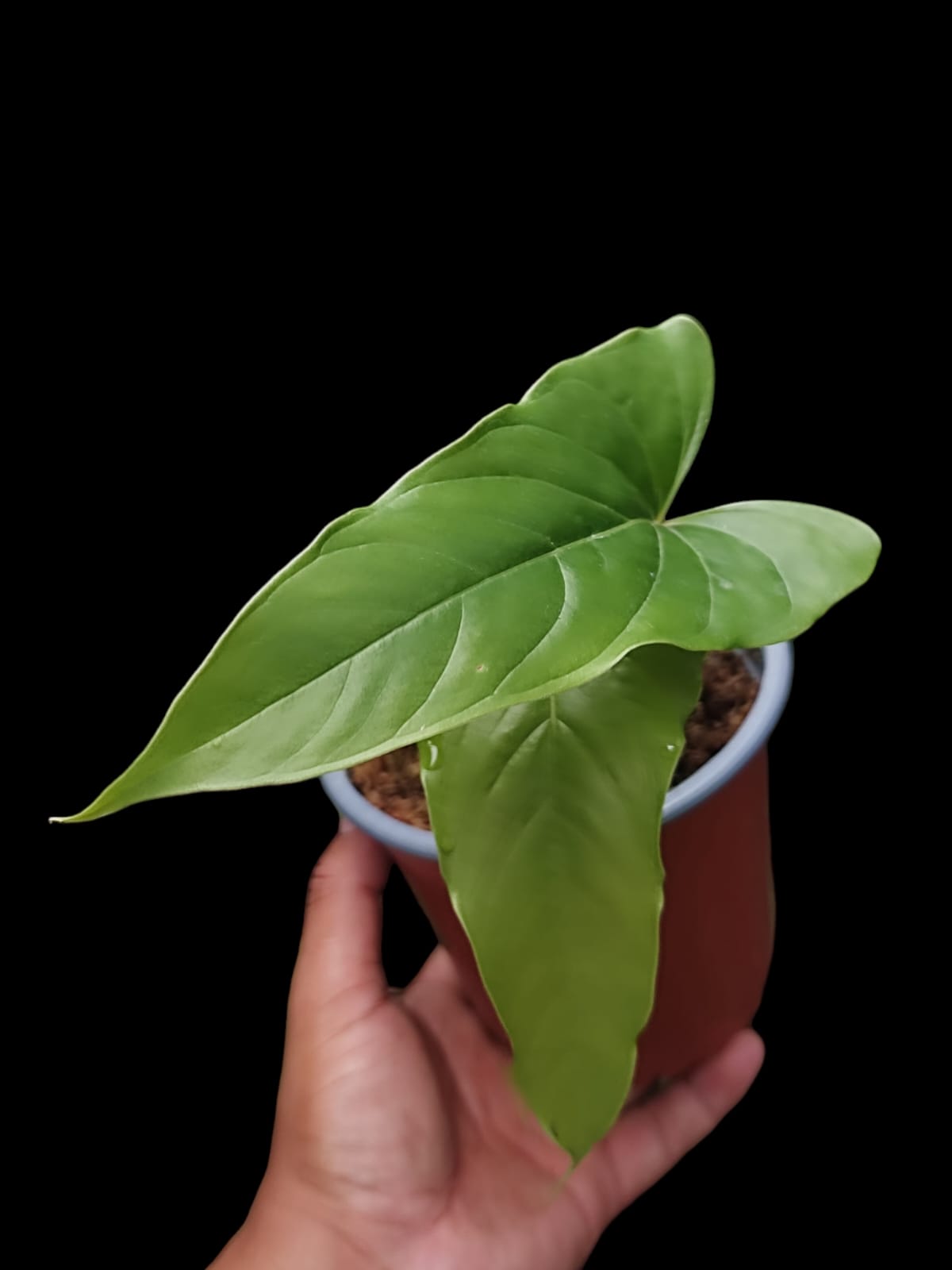Anthurium Flavolineatum (EXACT PLANT: Shown in Last Image of Gallery)