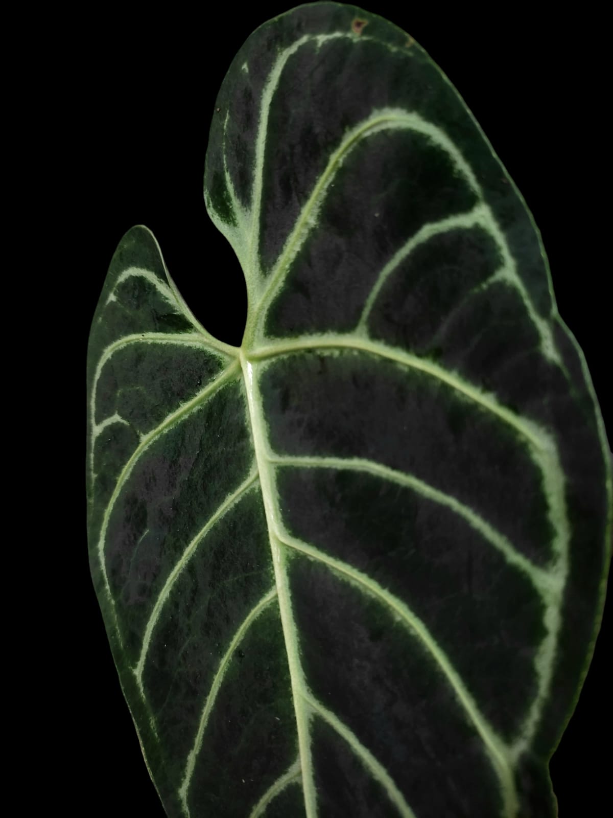 Anthurium Regale Dark (EXACT PLANT)