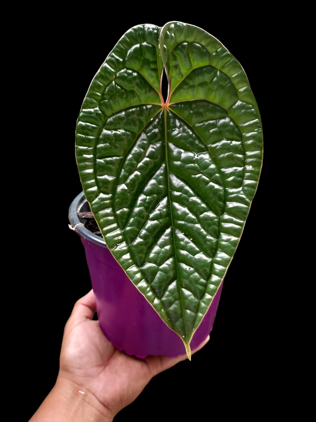 Anthurium Luxurians (EXACT PLANT)