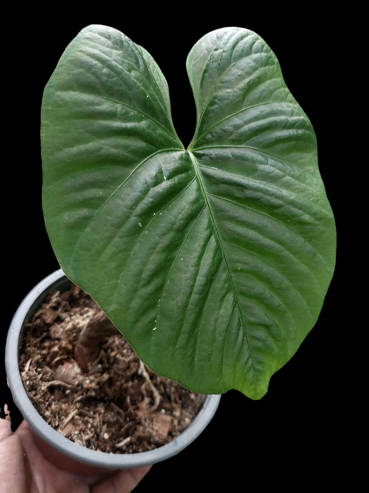 Anthurium sp. "Kunayala Glow" 