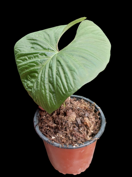 Anthurium sp. 