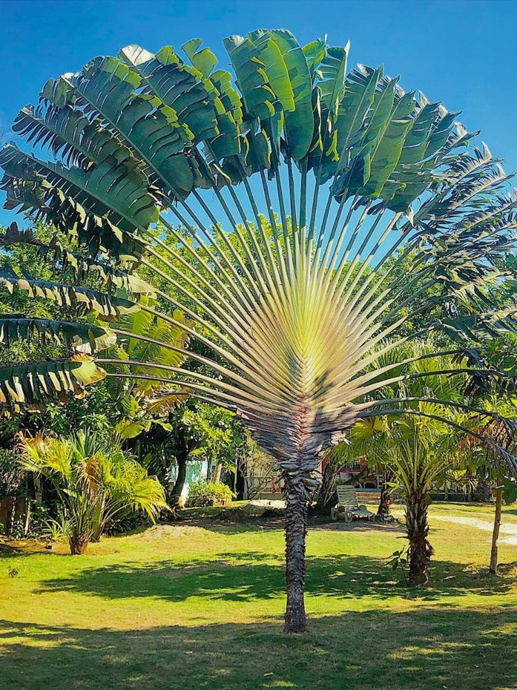 Traveler’s Palm